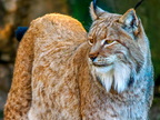 1368-zoom gelsenkirchen - eurasian lynx