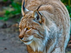 1369-zoom gelsenkirchen - eurasian lynx