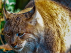 1371-zoom gelsenkirchen - eurasian lynx