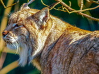 1370-zoom gelsenkirchen - eurasian lynx