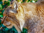 1372-zoom gelsenkirchen - eurasian lynx
