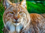 1373-zoom gelsenkirchen - eurasian lynx