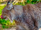 1375-zoom gelsenkirchen - eurasian lynx