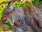 1376-zoom gelsenkirchen - eurasian lynx