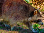 1377-zoom gelsenkirchen - raccoon