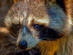 1378-zoom gelsenkirchen - raccoon