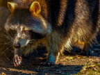 1379-zoom gelsenkirchen - raccoon