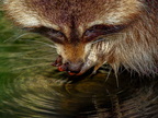 1382-zoom gelsenkirchen - raccoon