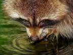1381-zoom gelsenkirchen - raccoon