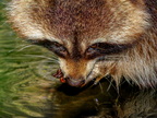 1384-zoom gelsenkirchen - raccoon