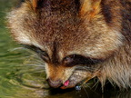 1385-zoom gelsenkirchen - raccoon