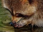1386-zoom gelsenkirchen - raccoon