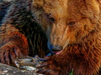 1387-zoom gelsenkirchen - brown bear