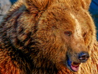 1388-zoom gelsenkirchen - brown bear