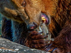 1389-zoom gelsenkirchen - brown bear