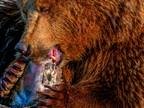 1391-zoom gelsenkirchen - brown bear