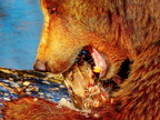 1392-zoom gelsenkirchen - brown bear