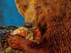 1394-zoom gelsenkirchen - brown bear