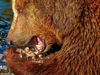 1395-zoom gelsenkirchen - brown bear