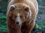 1396-zoom gelsenkirchen - brown bear
