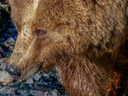 1397-zoom gelsenkirchen - brown bear