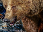 1399-zoom gelsenkirchen - brown bear