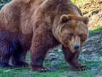 1400-zoom gelsenkirchen - brown bear