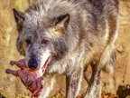 1401-zoom gelsenkirchen - wolf