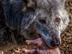 1403-zoom gelsenkirchen - wolf