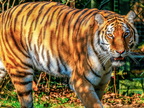 1404-zoom gelsenkirchen - tiger