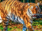 1405-zoom gelsenkirchen - tiger