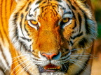 1409-zoom gelsenkirchen - tiger