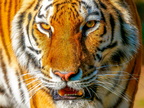1410-zoom gelsenkirchen - tiger