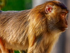 1411-zoom gelsenkirchen - macaques