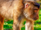 1412-zoom gelsenkirchen - macaques