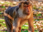 1419-zoom gelsenkirchen - macaques