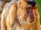1420-zoom gelsenkirchen - macaques